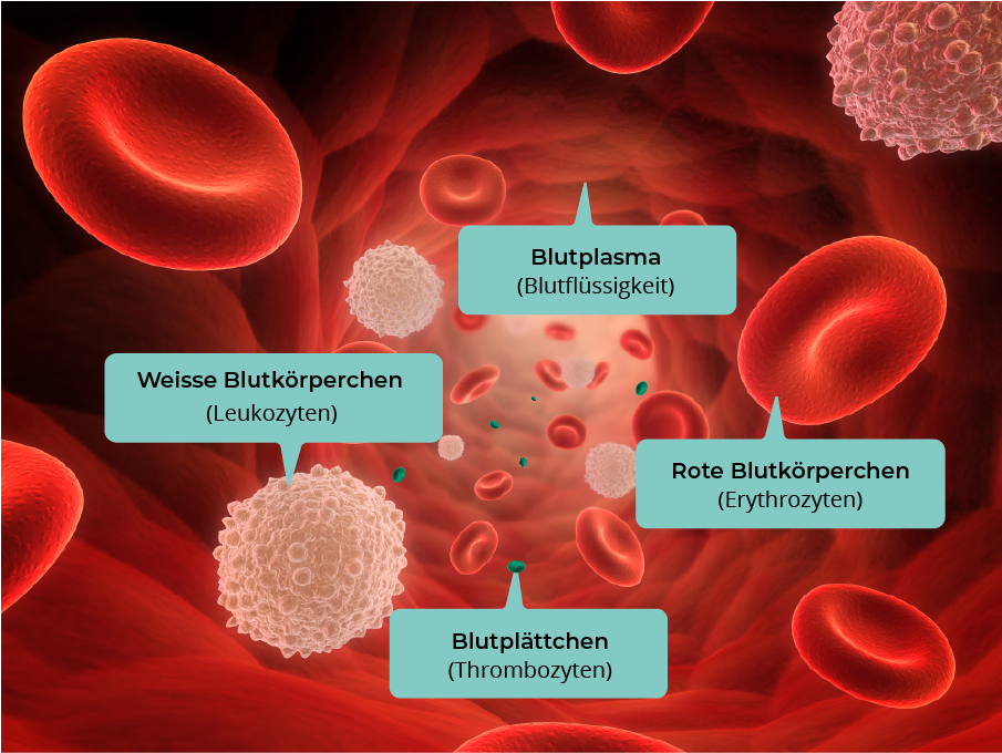 Grafik über das menschliche Blut